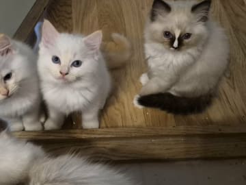 Hane 3