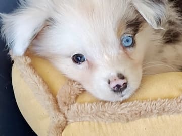 CHa
