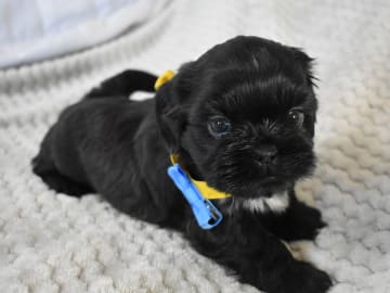 The merry shih-tzu family