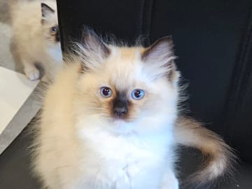 Bamse