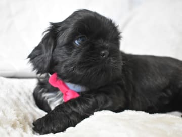The merry shih-tzu family