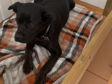 Mor: Nala - Rottweiler/amerikansk akita