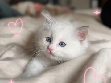 Kattunge: Daisy