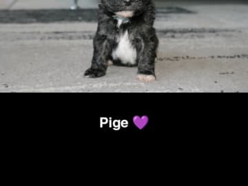 Tæve 1