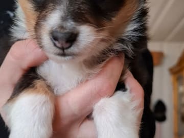 Bentersheltie