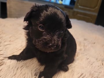 Snöflingans maltipoo