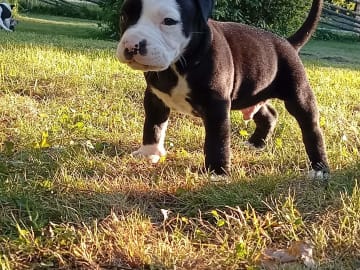 Jax
