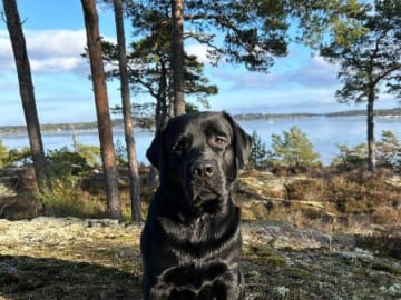 Körninge
