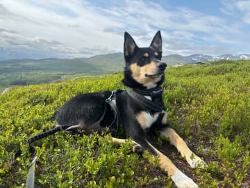 Pappa: Felix  ( Sally Safir Frågen )