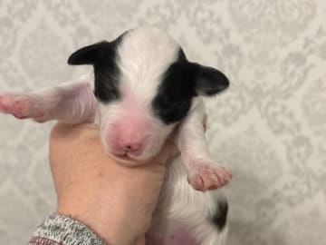Lundatorpet