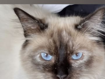 Mother: Milou