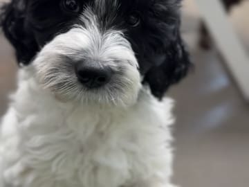 101 Labradoodles