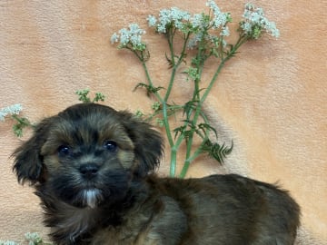 Berrys Kennel & Beko