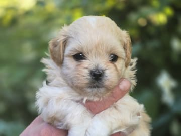 Shihpoo