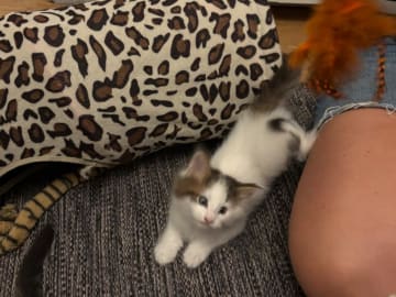 Stella