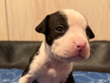 Patrick Nielsen Amstaff