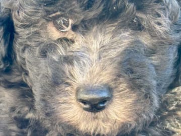 Shihpoo