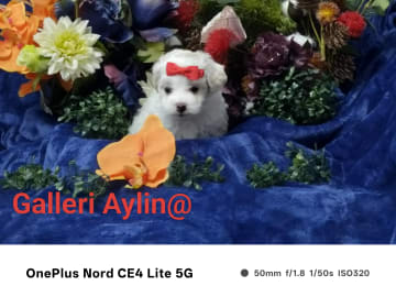 Söta valpar