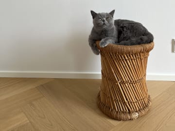 Mother: Lachatte dagfrid
