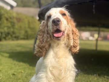 Cockerpoo valpar