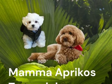 Mother: Thelma (Toypudel)