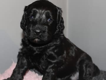 Dalkullas labradoodle