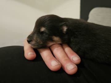 Finsk lapphund - Angel´s Share