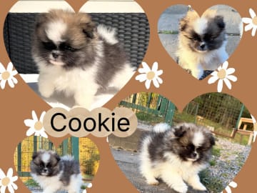 Cookie