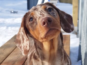 Hjortkvarns Cavapoo