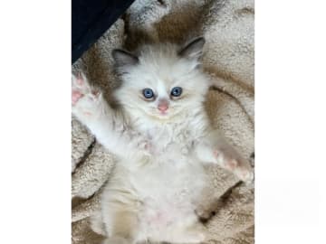 SE*Sapphire Blue Eyes