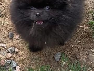 PomchiPaws