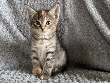 Svartsköldpaddtabby