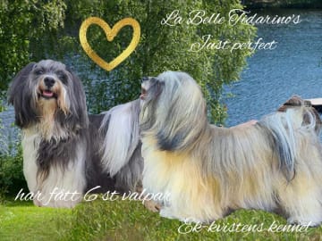 Ek-kvistens kennel
