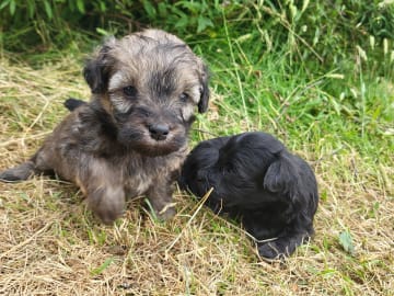 Snöflingans maltipoo