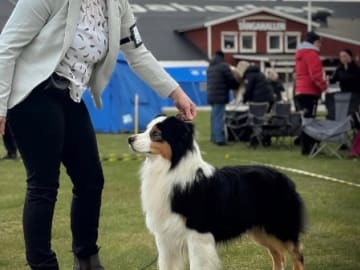 Nordic Shepherds