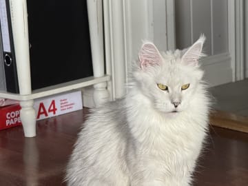 Mamma: Electra