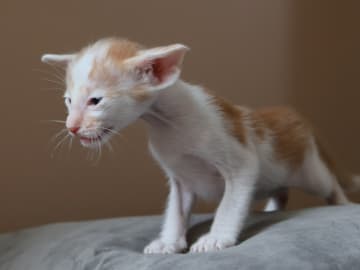 Oriental Adore Cattery