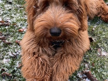Father: Balou Australian labradoodle