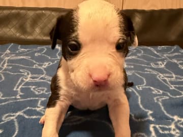 Patrick Nielsen Amstaff