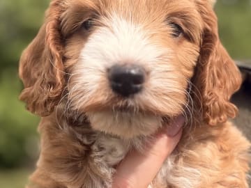 Cockerpoo valpar