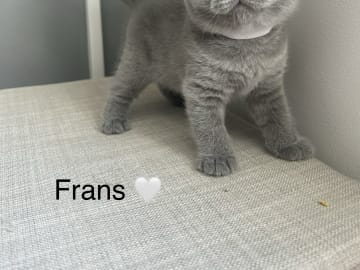 SE* Paws of mischief’s