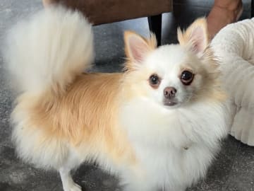 PomchiPaws