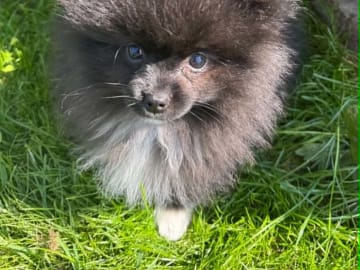 PomchiPaws