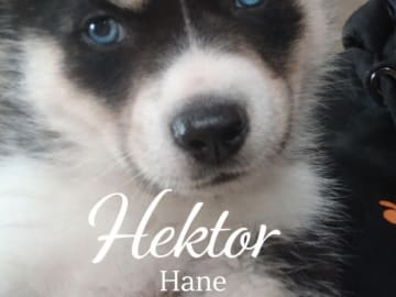 Hektor