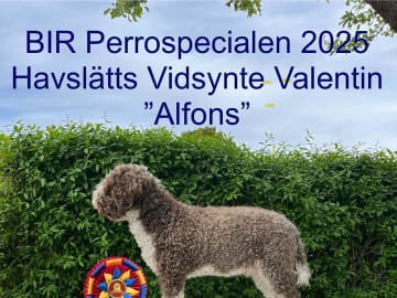 Far: Havslätts Vidsynte Valentin