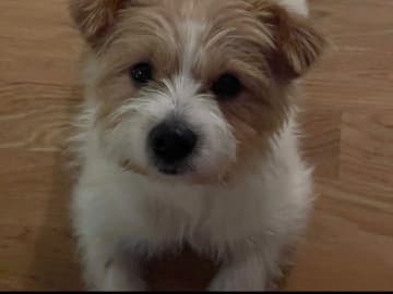 Mamma: Zoey