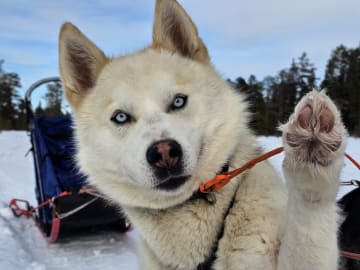 Pappa: Kenai