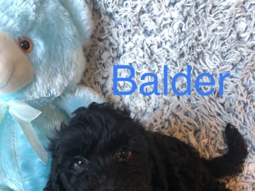 Balder