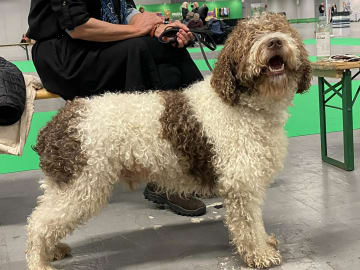 Kennel Bellamigo
