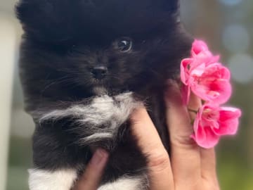 PomchiPaws